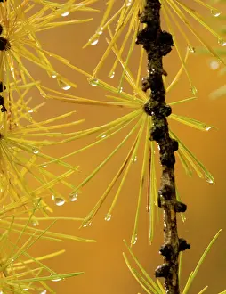 Larches: European larch: autumn foliage on a rainy day