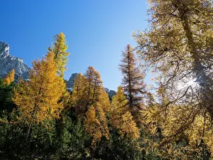 Larix: European Larch (Larix decidua) autumn colors