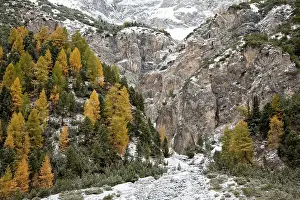 Larix: European larch (Larix decidua), golden colors