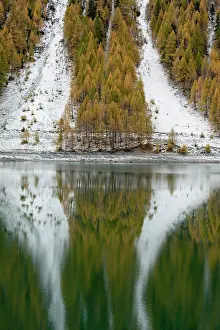 Larix: European larch (Larix decidua), golden colors