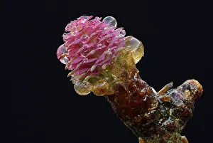 Larix: European Larch (Larix decidua) male flower with