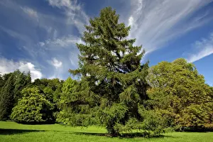 Larches: European Larch - single tree in meadow