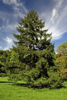 Larches: European Larch - single tree on meadow
