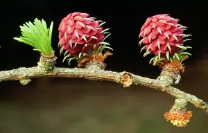 Larches: European LARCH Tree Flowers