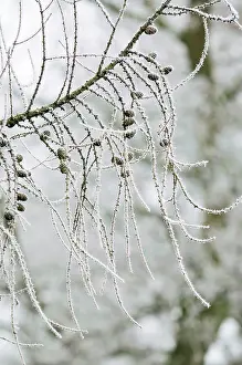 Larches: European Larch Tree - with frost