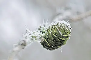 Larches: European Larch Tree - with frost on cone