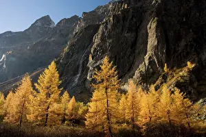 Larches: European larches in autumn colour