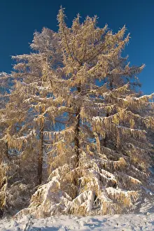 Covers: European larches - early snow has fallen and covers