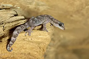 Gekko: European Leaf-toed Gecko - adult