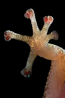 Toes: European Leaf-toed Gecko - close-up of hindleg