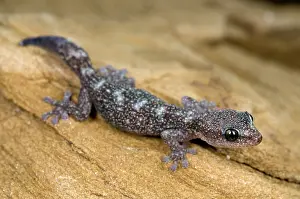 Gekko: European Leaf-toed Gecko - young