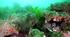 Poole: European Lobster