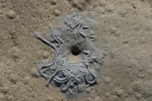 Worm: European Lugworm, Sandworm - Casts of defaected