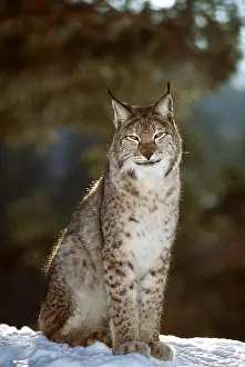 Ferrero Labat: European LYNX