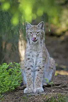 Lips: European Lynx adult