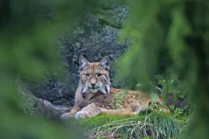 Lynxes: European Lynx adult