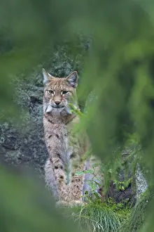 Lynxes: European Lynx adult