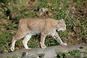 Lynxes: European Lynx adult