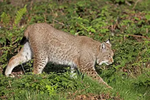 Lynxes: European Lynx adult