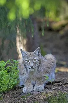 Lynxes: European Lynx adult