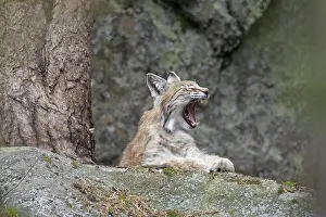 Lynxes: European Lynx adult yawning