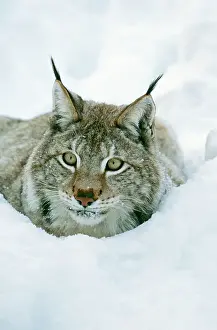 Crouched: European LYNX -crouched down in snow