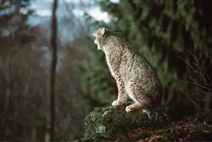 Vocalising: European Lynx - Crying (mating time)