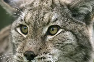 Eyesight: European Lynx (felis lynx), Portrait of Adult, close