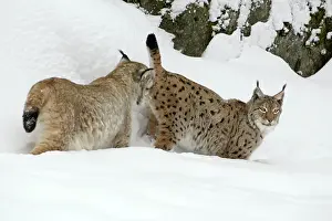 Testing: European Lynx - male testing female for readiness
