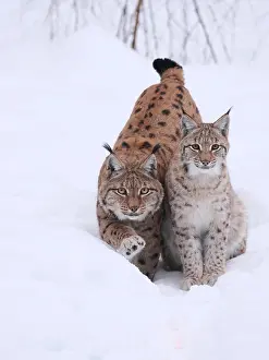 040319: European Lynx-old and young one close together