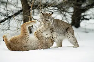 Submissive: European Lynx - play fighting