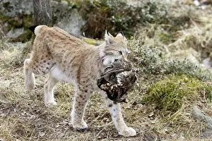 Capercaillies: European Lynx - with prey of capercaillie
