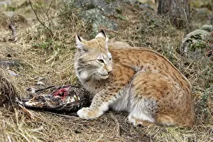 Capercaillies: European Lynx - with prey of capercaillie