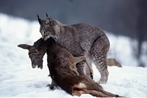 Killing: European LYNX - with prey in mouth