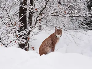 040319: European Lynx-sitting under a snow covered tree