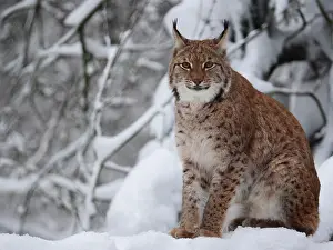 040319: European Lynx-sitting in snow and watching, Germany