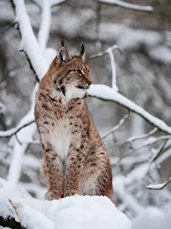 040319: European Lynx-sitting in snow and watching, Germany
