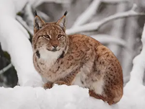 040319: European Lynx-sitting in snow and watching, Germany