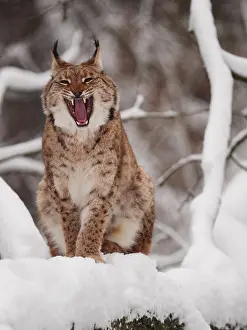040319: European Lynx-sitting in snow and yawning, Germany