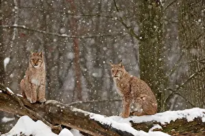 Sittin: European Lynx in snow