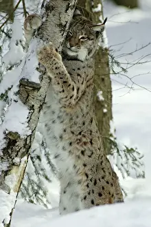 Clawing: European Lynx - stretching and scratching with