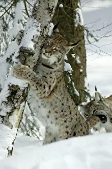 Clawing: European Lynx - stretching and scratching with