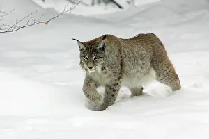 Striding: European Lynx - striding through deep snow, winter