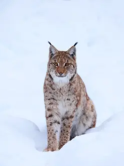 040319: European Lynx-young lynx sitting in snow and watching, German