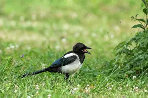 Corvidae: EUROPEAN MAGPIE