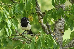 Corvidae: EUROPEAN MAGPIE