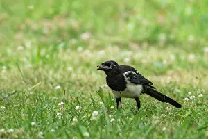 Corvidae: EUROPEAN MAGPIE