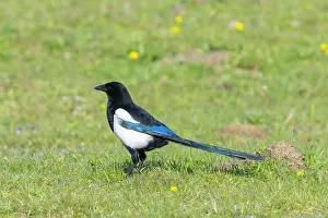 Crow Family: European Magpie