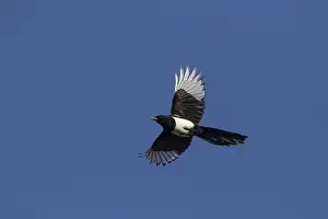 Magpies: European Magpie - adult bird in flight - Germany