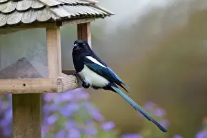 Magpies: European Magpie - at bird feeding station